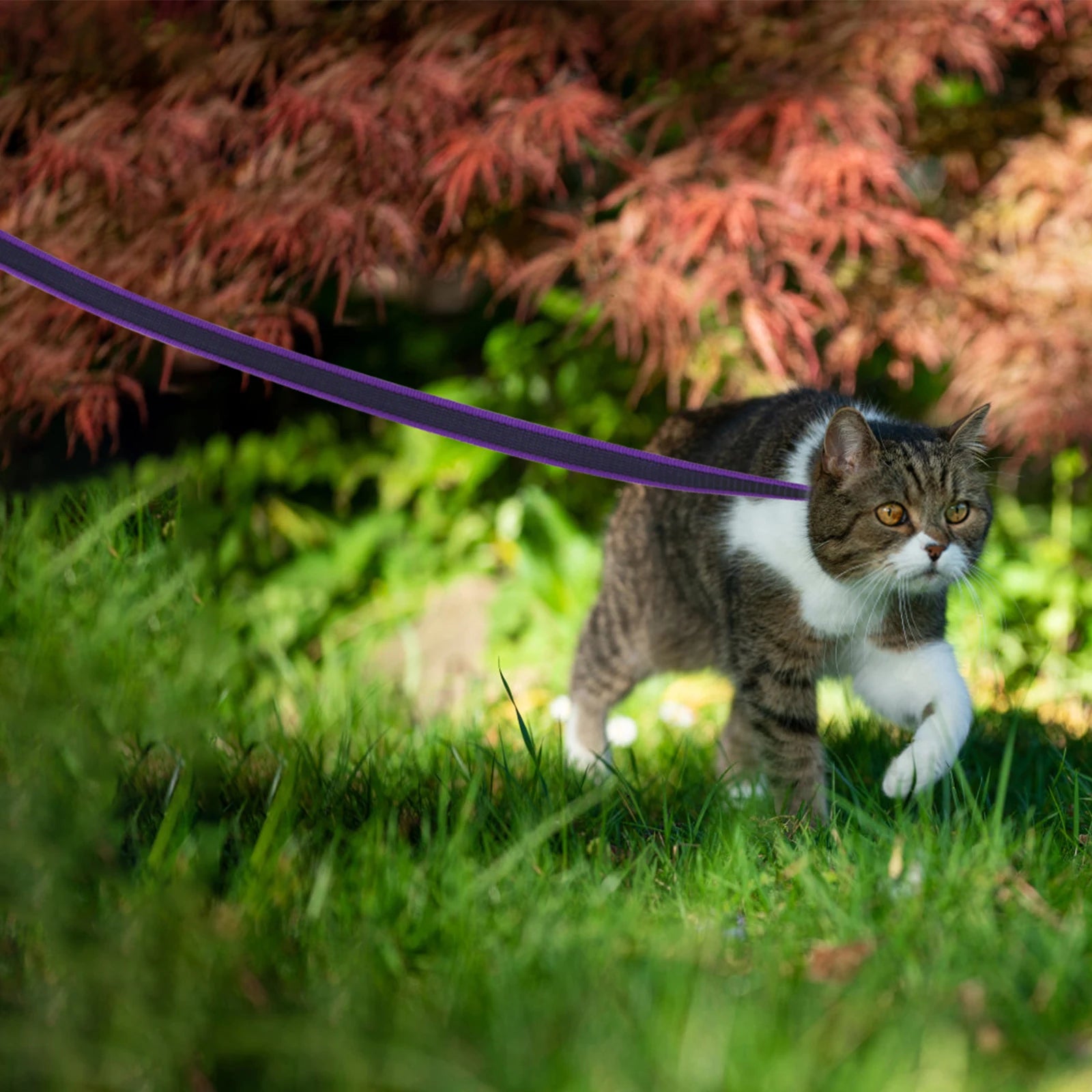 1.5M/2M/5M/3M/15M Medium small Long Dog Leash Latex Silk Easy and Convenient Training Big Dual color dog leash 10 meters